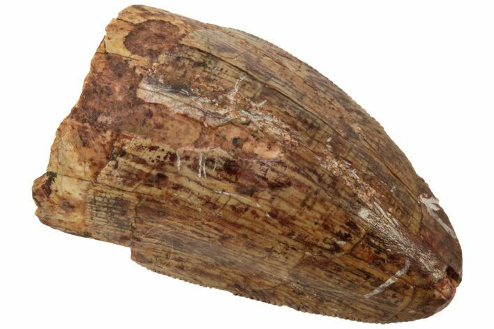 Serrated, Fossil Phytosaur (Redondasaurus) Tooth - New Mexico #219346